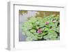 Pink Water Lilies, Beijing, China-Stuart Westmorland-Framed Photographic Print