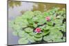 Pink Water Lilies, Beijing, China-Stuart Westmorland-Mounted Photographic Print