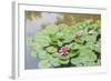 Pink Water Lilies, Beijing, China-Stuart Westmorland-Framed Photographic Print