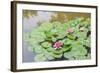 Pink Water Lilies, Beijing, China-Stuart Westmorland-Framed Photographic Print