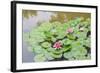 Pink Water Lilies, Beijing, China-Stuart Westmorland-Framed Photographic Print
