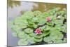 Pink Water Lilies, Beijing, China-Stuart Westmorland-Mounted Photographic Print