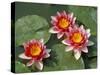 Pink Water Lilies-R H Productions-Stretched Canvas