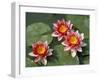 Pink Water Lilies-R H Productions-Framed Photographic Print