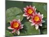 Pink Water Lilies-R H Productions-Mounted Photographic Print