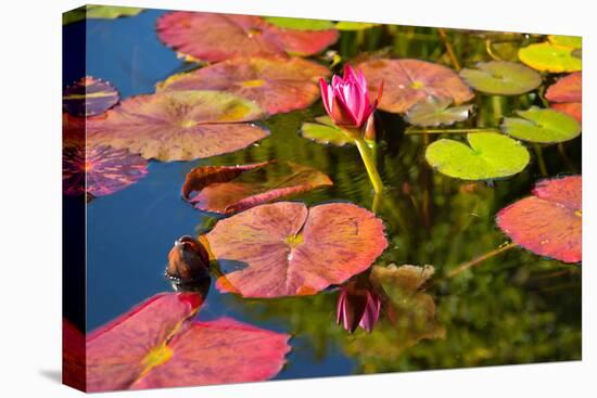 Pink Water Lilly Pond Reflection Mission San Juan Capistrano Garden California-William Perry-Stretched Canvas