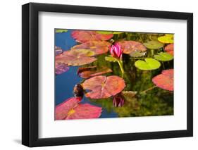 Pink Water Lilly Pond Reflection Mission San Juan Capistrano Garden California-William Perry-Framed Photographic Print