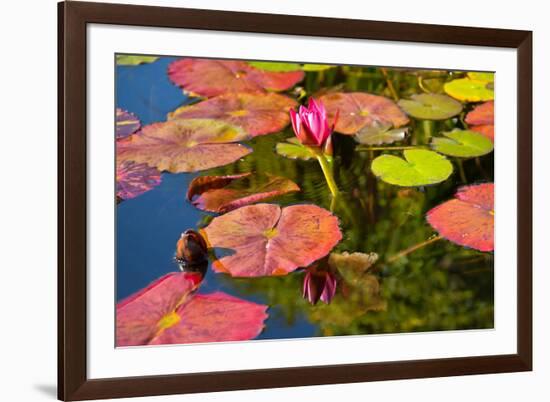 Pink Water Lilly Pond Reflection Mission San Juan Capistrano Garden California-William Perry-Framed Photographic Print