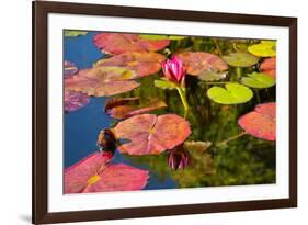 Pink Water Lilly Pond Reflection Mission San Juan Capistrano Garden California-William Perry-Framed Photographic Print