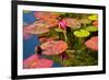 Pink Water Lilly Pond Reflection Mission San Juan Capistrano Garden California-William Perry-Framed Photographic Print