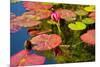 Pink Water Lilly Pond Reflection Mission San Juan Capistrano Garden California-William Perry-Mounted Photographic Print
