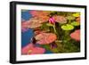 Pink Water Lilly Pond Reflection Mission San Juan Capistrano Garden California-William Perry-Framed Photographic Print