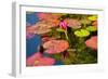 Pink Water Lilly Pond Reflection Mission San Juan Capistrano Garden California-William Perry-Framed Photographic Print