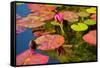 Pink Water Lilly Pond Reflection Mission San Juan Capistrano Garden California-William Perry-Framed Stretched Canvas