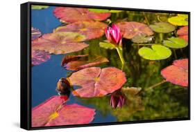 Pink Water Lilly Pond Reflection Mission San Juan Capistrano Garden California-William Perry-Framed Stretched Canvas