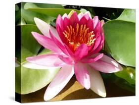 Pink Water Lily in Closeup-Corinne Vella-Stretched Canvas