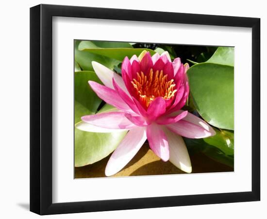 Pink Water Lily in Closeup-Corinne Vella-Framed Photographic Print