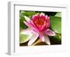 Pink Water Lily in Closeup-Corinne Vella-Framed Photographic Print