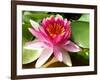 Pink Water Lily in Closeup-Corinne Vella-Framed Photographic Print