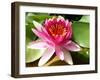 Pink Water Lily in Closeup-Corinne Vella-Framed Photographic Print