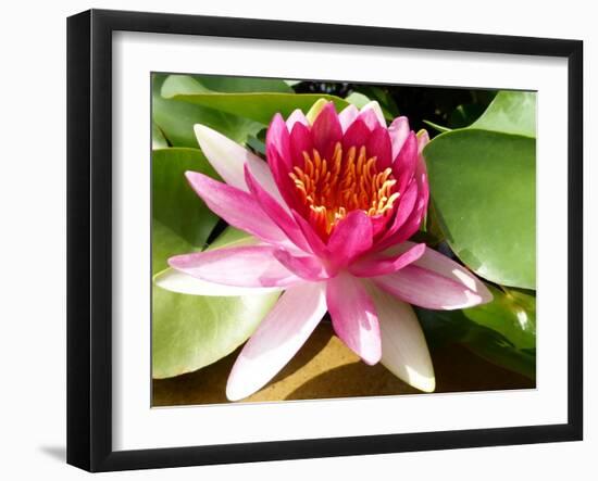 Pink Water Lily in Closeup-Corinne Vella-Framed Photographic Print