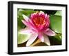 Pink Water Lily in Closeup-Corinne Vella-Framed Photographic Print