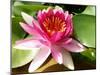 Pink Water Lily in Closeup-Corinne Vella-Mounted Photographic Print