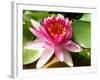 Pink Water Lily in Closeup-Corinne Vella-Framed Photographic Print
