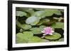 Pink Water Lily in Pond-Martin Child-Framed Photographic Print