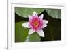 Pink Water Lily in Pond-Martin Child-Framed Photographic Print