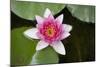 Pink Water Lily in Pond-Martin Child-Mounted Photographic Print