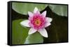 Pink Water Lily in Pond-Martin Child-Framed Stretched Canvas