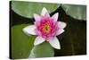 Pink Water Lily in Pond-Martin Child-Stretched Canvas