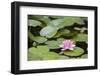 Pink Water Lily in Pond-Martin Child-Framed Photographic Print