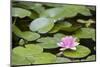 Pink Water Lily in Pond-Martin Child-Mounted Photographic Print