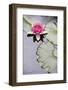 Pink Water Lily in Pond-Martin Child-Framed Photographic Print