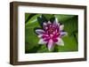 Pink Water Lily in pond-Jim Engelbrecht-Framed Photographic Print