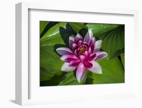 Pink Water Lily in pond-Jim Engelbrecht-Framed Photographic Print