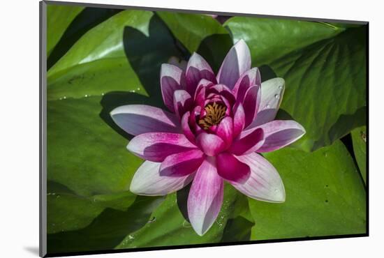 Pink Water Lily in pond-Jim Engelbrecht-Mounted Photographic Print