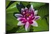 Pink Water Lily in pond-Jim Engelbrecht-Mounted Photographic Print