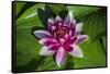 Pink Water Lily in pond-Jim Engelbrecht-Framed Stretched Canvas