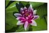 Pink Water Lily in pond-Jim Engelbrecht-Stretched Canvas