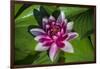 Pink Water Lily in pond-Jim Engelbrecht-Framed Photographic Print