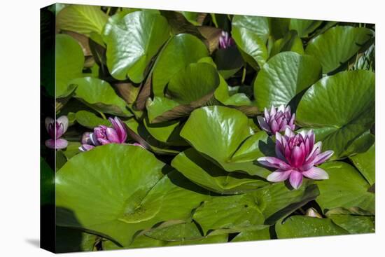 Pink Water Lily in pond-Lisa S. Engelbrecht-Stretched Canvas