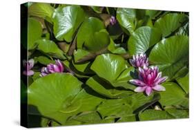 Pink Water Lily in pond-Lisa S. Engelbrecht-Stretched Canvas