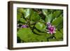 Pink Water Lily in pond-Lisa S. Engelbrecht-Framed Photographic Print