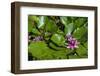 Pink Water Lily in pond-Lisa S. Engelbrecht-Framed Photographic Print