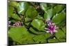 Pink Water Lily in pond-Lisa S. Engelbrecht-Mounted Photographic Print