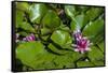 Pink Water Lily in pond-Lisa S. Engelbrecht-Framed Stretched Canvas