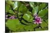 Pink Water Lily in pond-Lisa S. Engelbrecht-Stretched Canvas